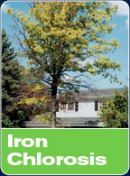 Iron Chlorosis