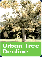 Urban Tree Decline